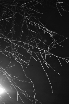 branches2